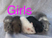 baby girl guinea pigs