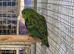 Stunning Lineolated Parakeets