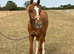 Very friendly Chestnut gelding