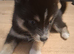Beautiful Pomsky Puppie 1 Girl Available