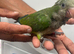 Monk Parakeet Baby for Sale