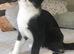 Affectionate tuxedo kitten available