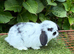 Pure bred mini lop