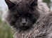 Maine coon kittens tica reg beautiful blues and black
