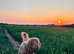 Cavapoo