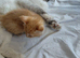 Ragdoll  X kittens ready now