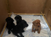 Kc reg 4 lab pups