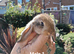 Beautiful baby English Lop rabbits BLACKPOOL AREA