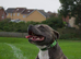 *STUD* Staffordshire bull terrier