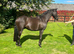 Gorgeous all rounder gelding