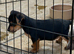 Black and Tan boy