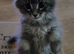 3 from litter of 6 need loving new home
