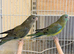 Red Rumped Parakeet Male and Female