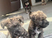 Beautiful Wowzer pups