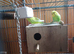 1 pair/single male budgie/ 1 pair zebra finches