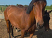 Lovely 3yr sports horse mare