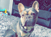 French bulldog for rehome