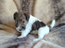 Quality Wire Fox Terrier Pups Available to 5* Homes.