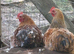 Mille fleur pekin bantams hatching eggs
