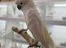 Sulphur crusted cockatoo