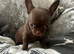 Dark chocolate male chihuahua ready now