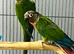 Maroonbellied Conure