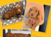 Gorgeous Miniature Dachshunds