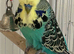 Semi tame English exhibition male budgie