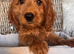 READY NOW. 3 REMAINING STUNNING COCKAPOO PUPPIES