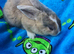 3 left Ready Now Mini lop X Angora Bunnies