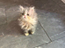 Persian kittens