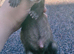 part angora ferret kits