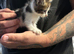 3 beautiful kittens ready this weekend
