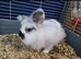 Jasper need home Asap