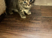 Sweet Kittens