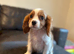 CAVALIER KING CHARLES PUPS KC REG READY NOW