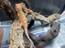 Red Monster x Lemon Bearded Dragons at Birmingham Reptiles