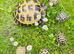Baby Horsefield tortoises WOW!!
