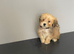 Beautiful shihpoo puppies