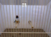 Gouldian Finch Cock Bird For Sale (RH, WB, GB)