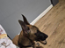 Buddy the Belgian Malinois