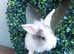 Baby bunnys