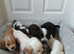 Kc registered show type spaniels