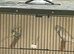 Baby budgies