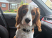 11 month old King Charles cavalier.