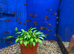 Red Phantom Tetra (Megalamphodus sweglesi)
