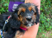 Yorkie x boy for sale