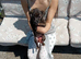 Lovely  full lurcher puppies