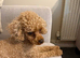 Kc reg toy poodle male