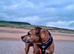 Great boy looking for his forever home